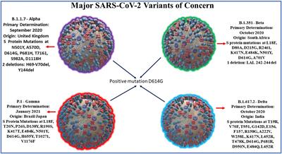 Experimental Models of COVID-19